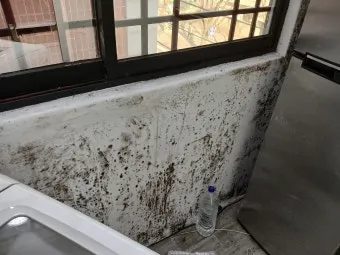 곰팡이 제거 락스 과탄산소다 환기 습기 원인 총정리_21