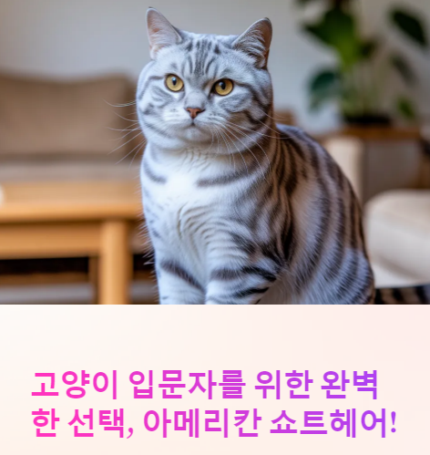 아메리칸 쇼트헤어 고양이