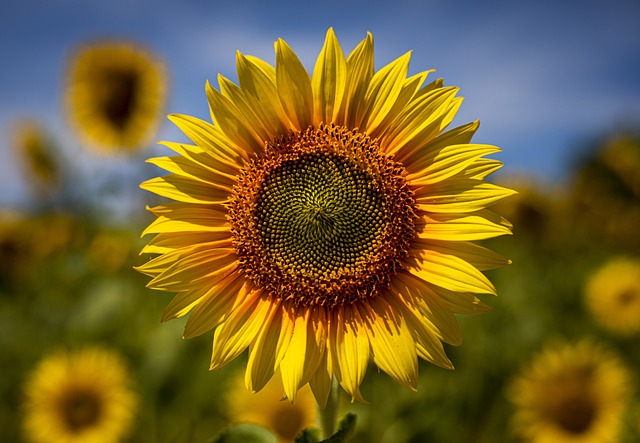 청년 월세 지원