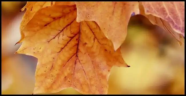 내장산 케이블카 예약방법, 요금, 주차장 정보 (+ 산행코스 )