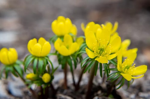 가을에 심고 봄에 피는 아름다운 꽃 - 노랑너도바람꽃