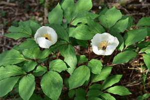 백작약효효과03