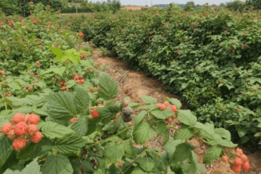 2025 고창 복분자와 수박축제 일정&amp;#44; 프로그램&amp;#44; 날짜