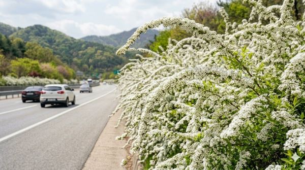 조팝나무, 고속도로