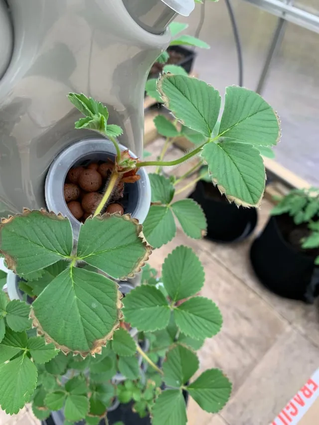 화분 잎타는 현상 예방 차광커튼 시간대조절 직사광관리 요령_3