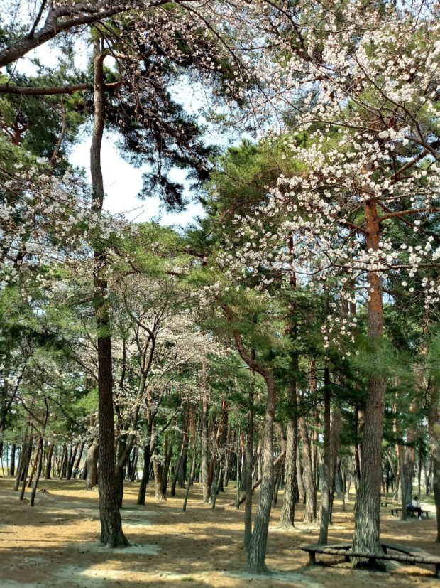 솔숲길
