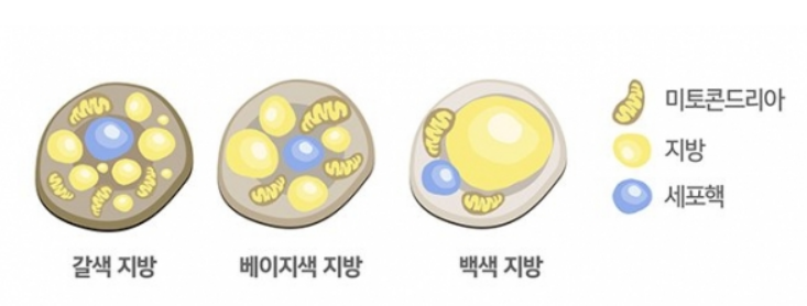 갈색지방