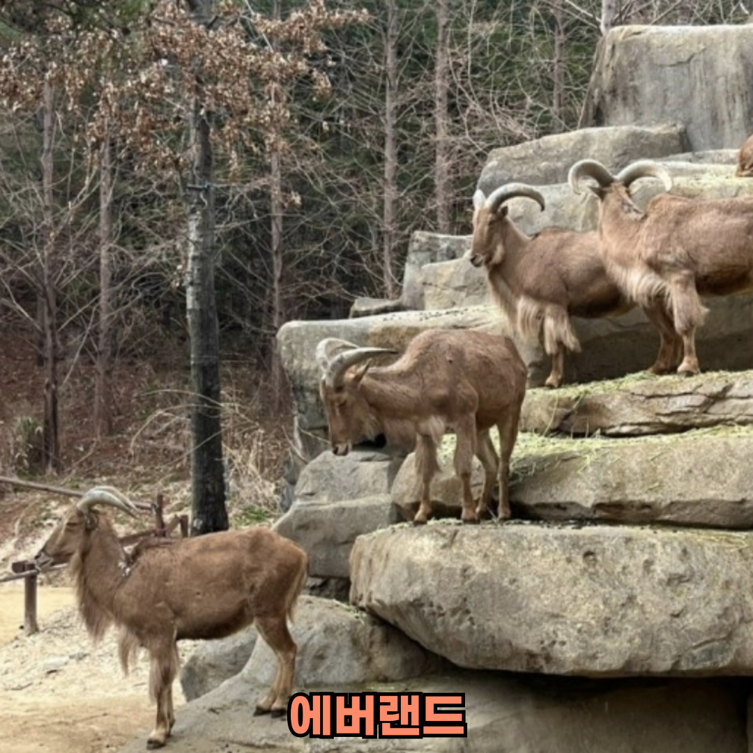 에버랜드 사파리 예약 방법과 튤립 축제 정보