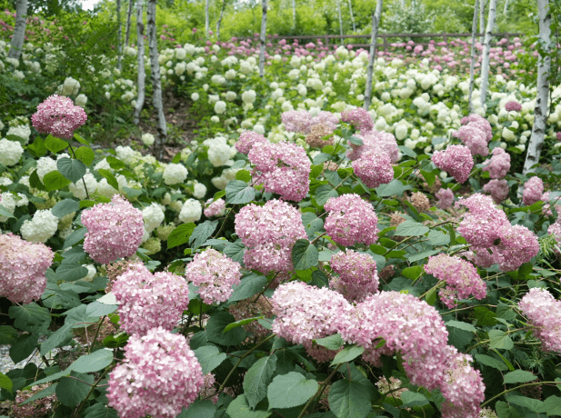 정선 로미지안가든 입장료 예약방법