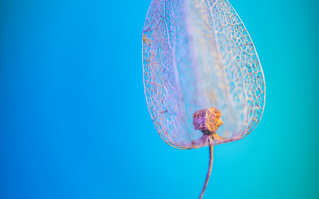 Bladder