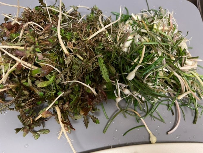 면역력 높이는 계절별 음식 조합 관련 사진