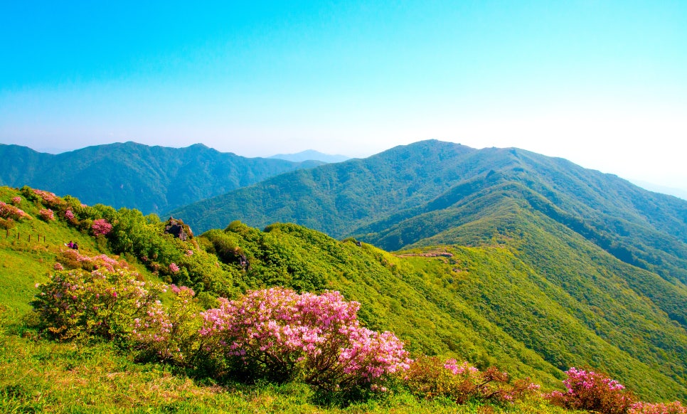 제41회 단양 철쭉제 기본정보