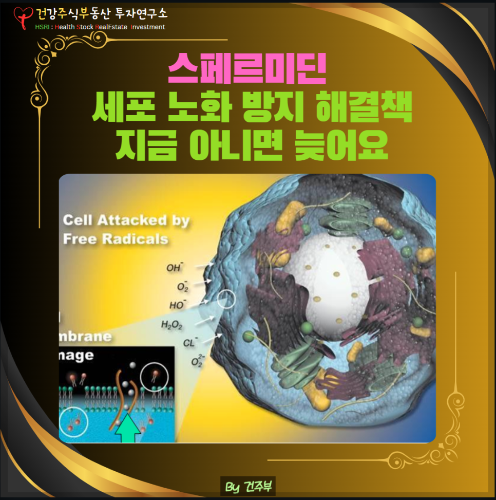 스페르미딘 : 세포 노화 방지 해결책
(글 그림 : 건주부, 그림 출처 : Canva)