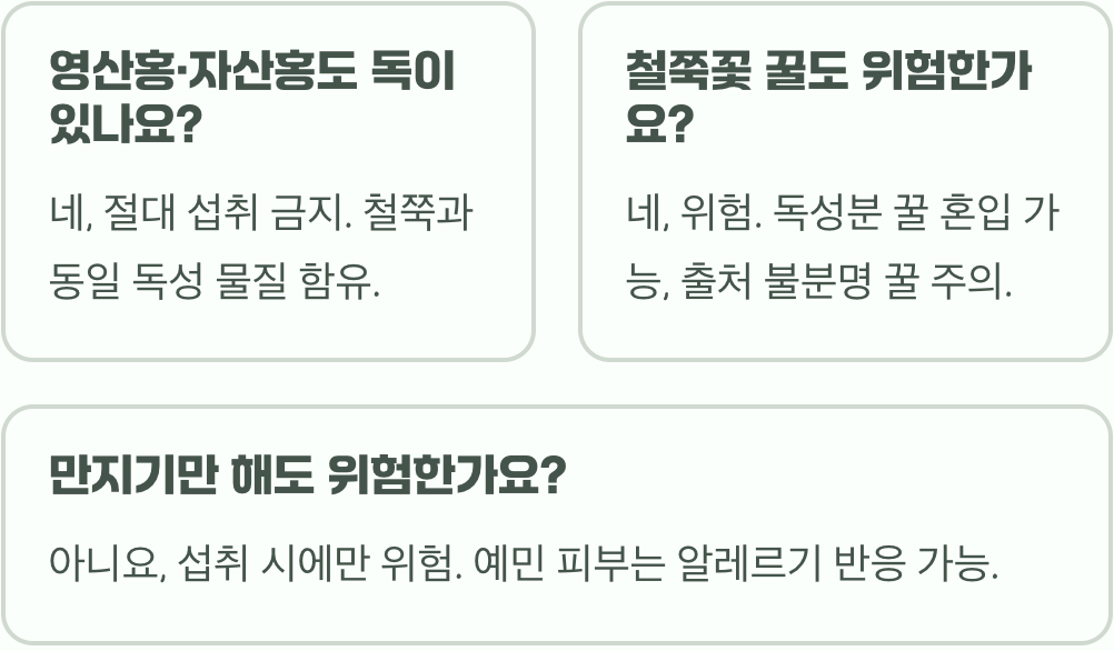 철쭉 꽃, 정말 독이 있을까? 먹었을 때 증상과 위험성 총정리