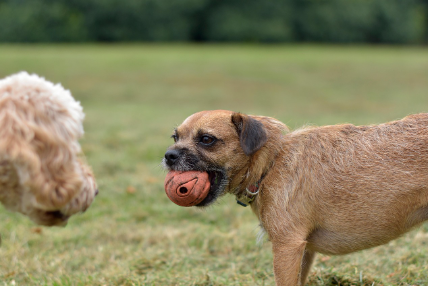 AI와 반려동물 훈련: 효과적일까?