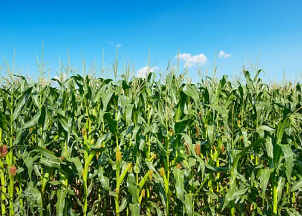  옥수수 삶는 방법 