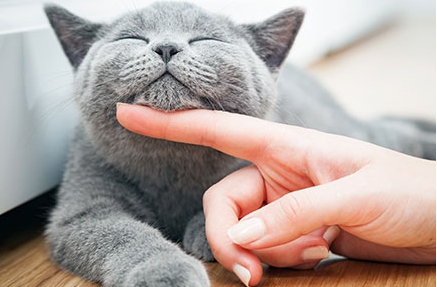 고양이가 싫어하는 냄새