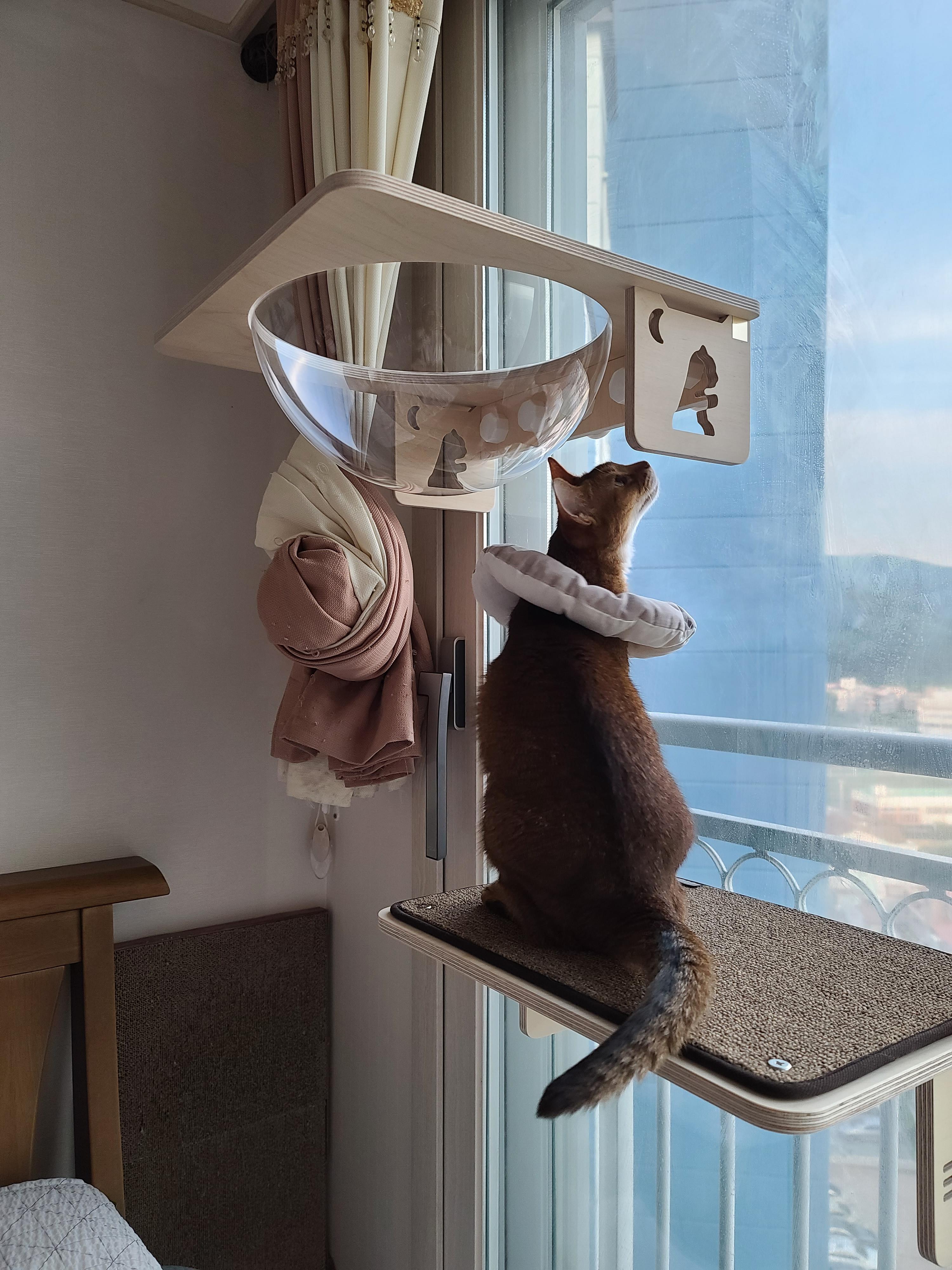 냥냥이들의 캣워크, 캣볼을 달았다. (내돈내산,스압주의)