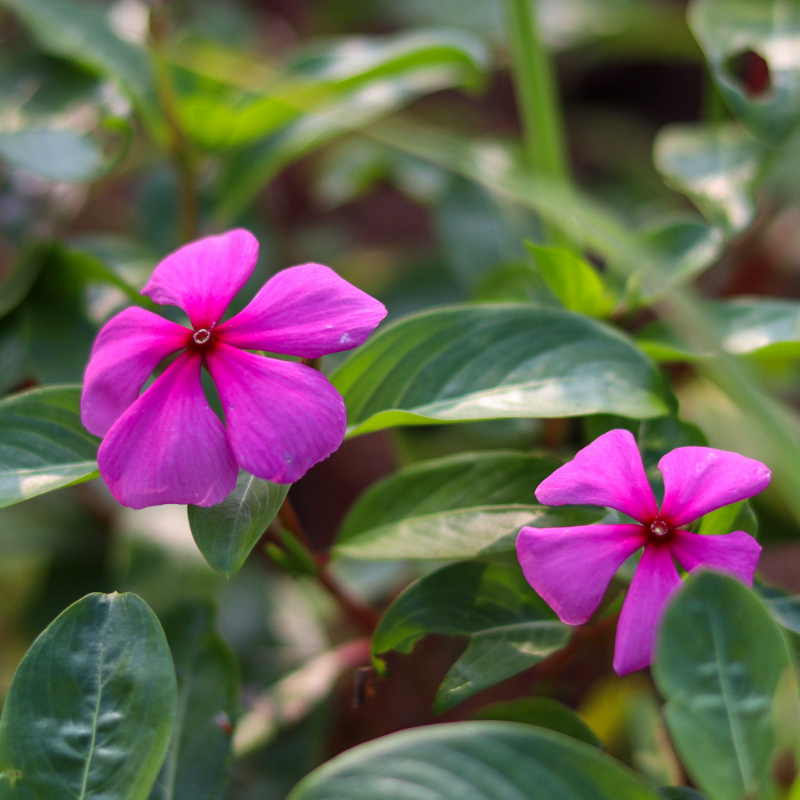 일일초 키우기 꽃 파종시기 번식 방법 꽃말 물 주기 모종 삽목 독성