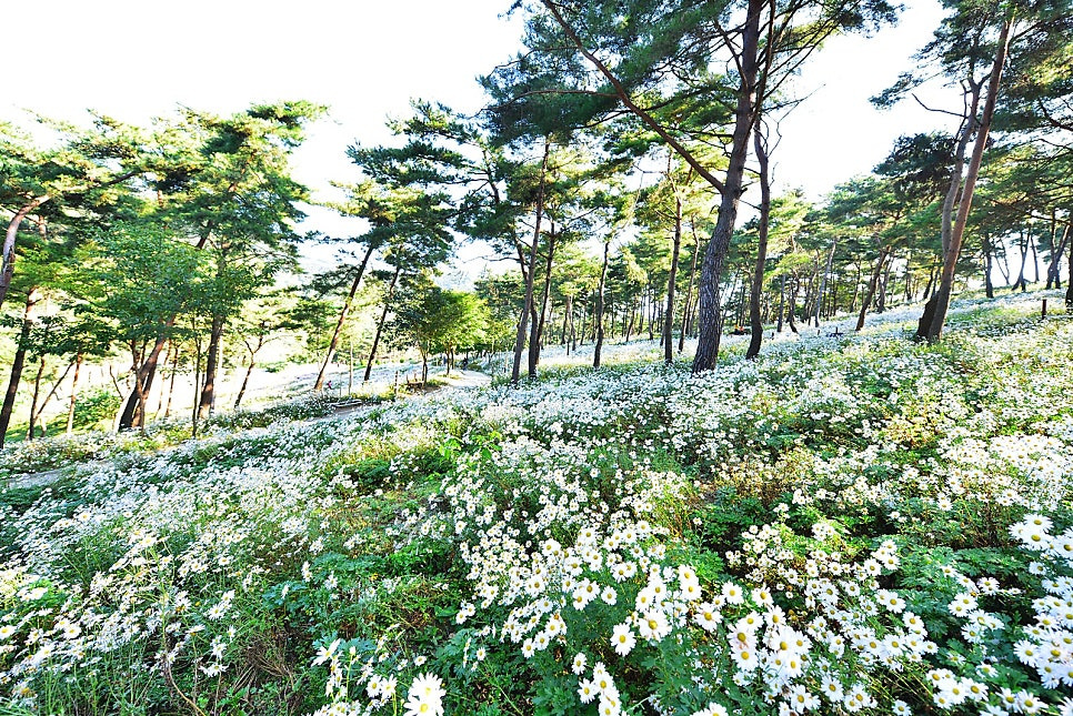 구절초
