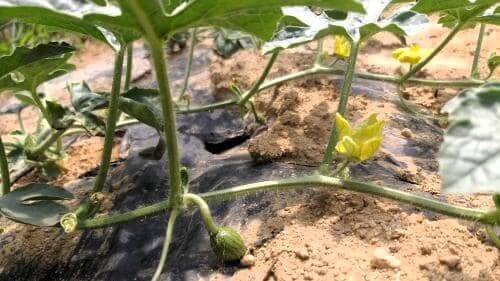 수박-열매-착과모습-웃거름-추비-수확시기