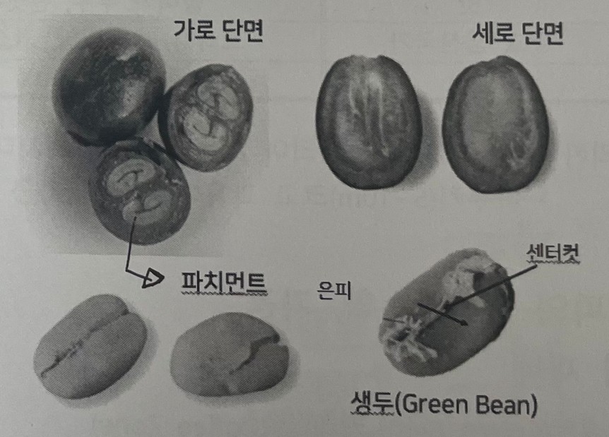 커피체리구조