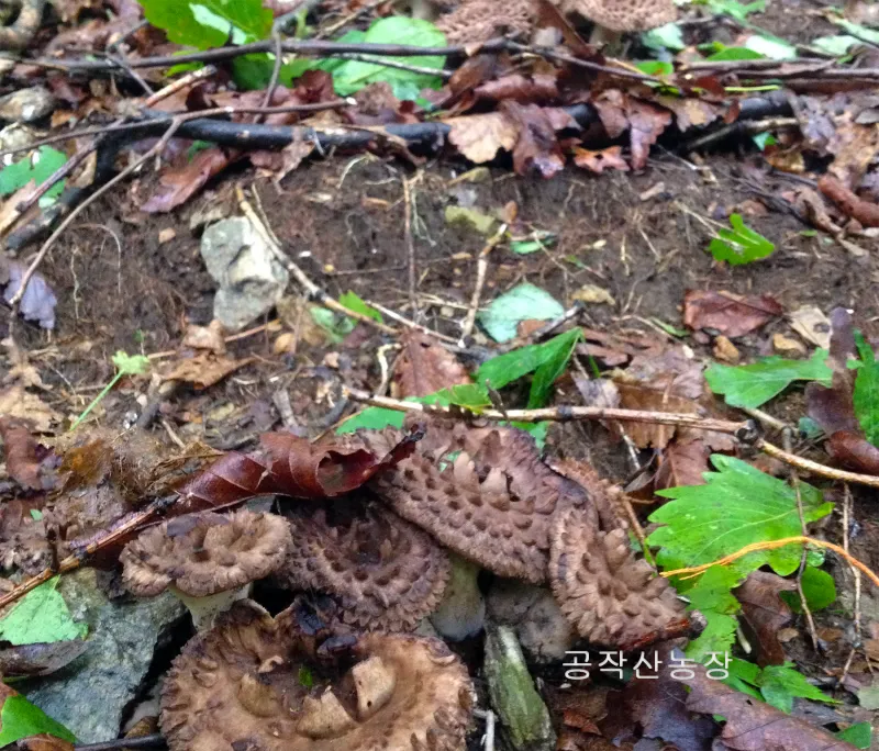 능이버섯 채취시기 산행 정보를 정리_1