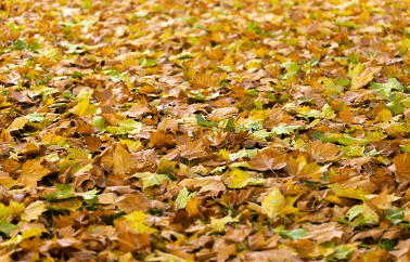 2023년 단풍 절정시기