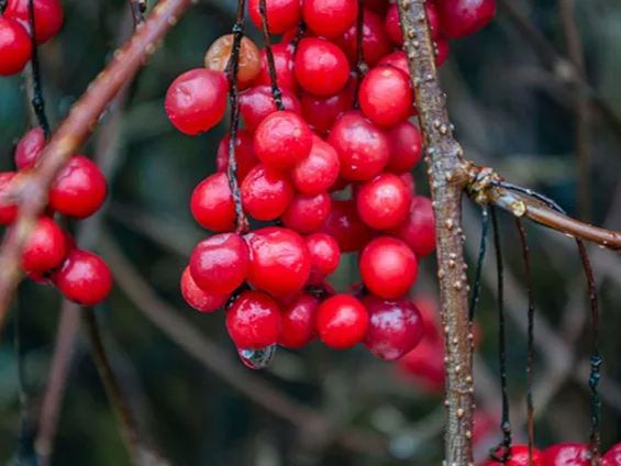 오미자 스트레스 완화