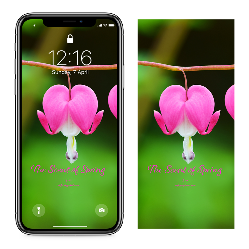 01 금낭화 C - The Scent of Spring 꽃배경화면