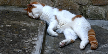 땅바닥에 자는 고양이.