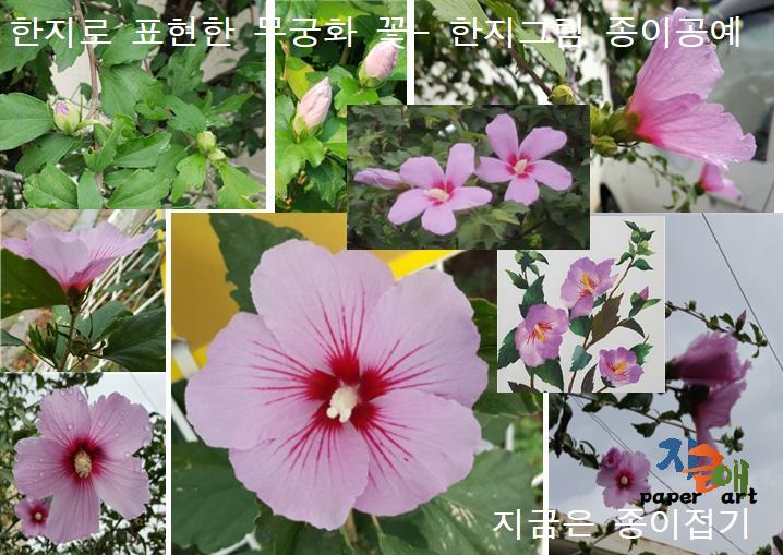 무궁화 꽃이 핀 모양을 방향을 다르게 촬영한 조각 사진들을 한 곳에 모아 놓았습니다.