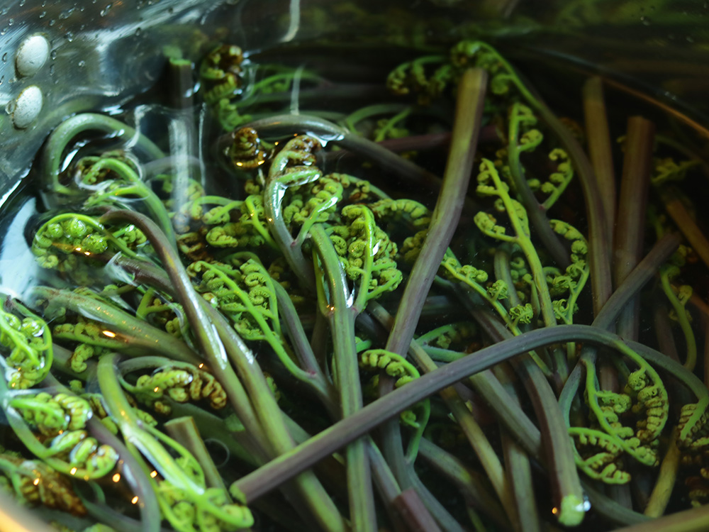 캐나다 고사리 물에 담구기