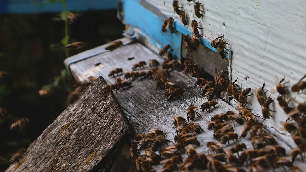도시 양봉, 기후변화 대응과 서울 및 도시 브랜드 효과