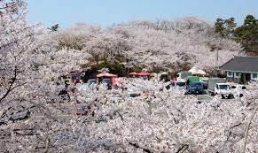 경상남도 사천 선진리왜성 벚꽃 명소 베스트 5 벚꽃시기 만개시기 드라이브 코스