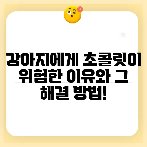 강아지에게 초콜릿이 위험한 이유와 그 해결 방법!