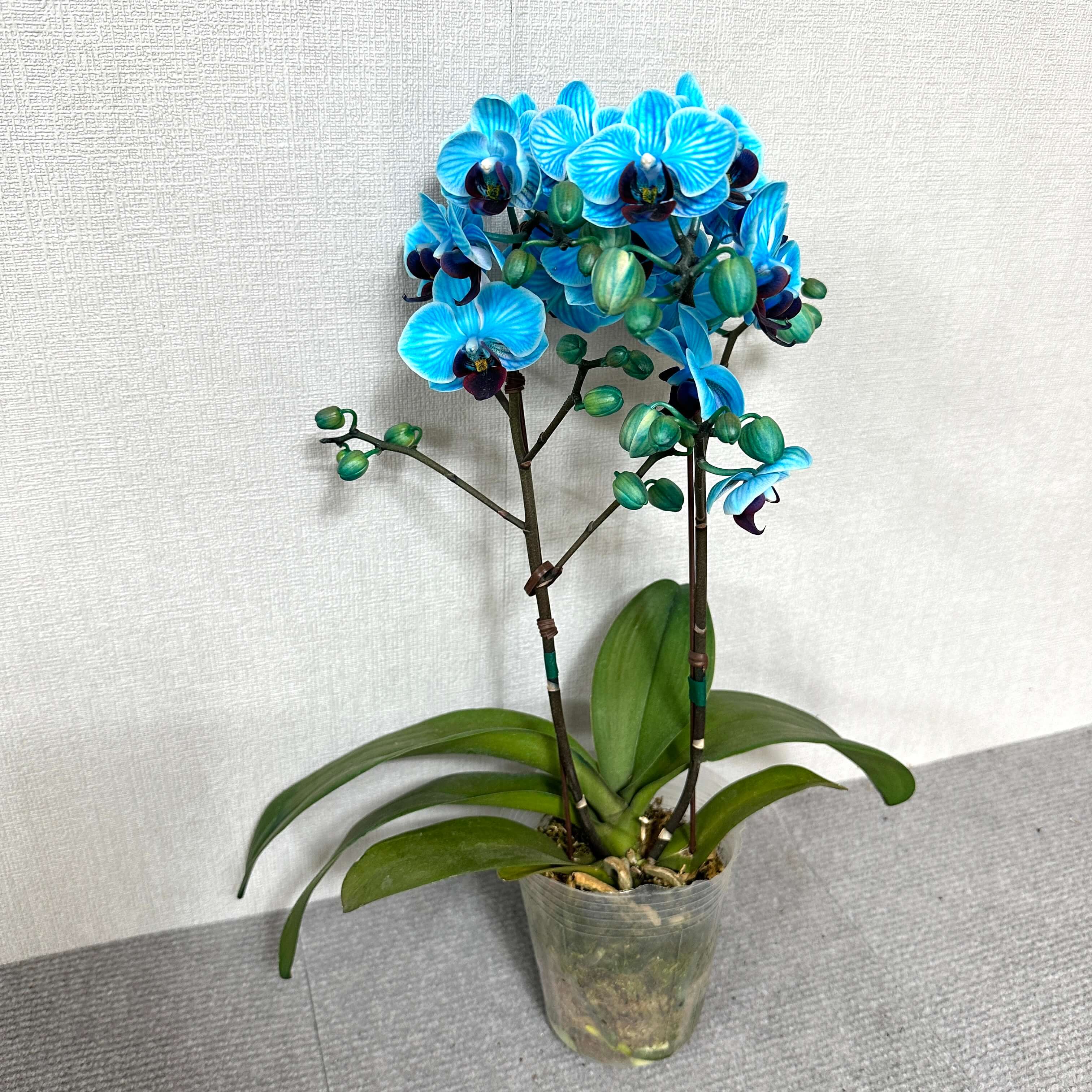 호접란 키우는 방법