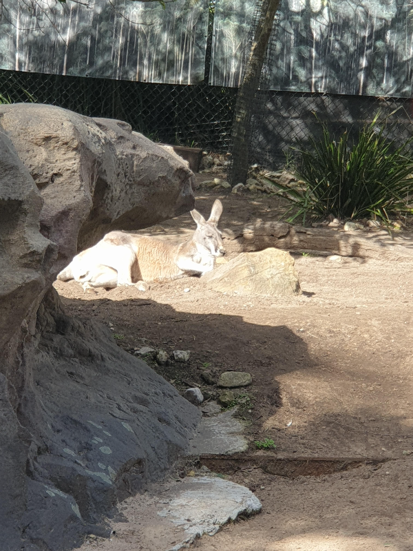 시드니 타롱가 주(Taronga Zoo) 데이트_캥거루