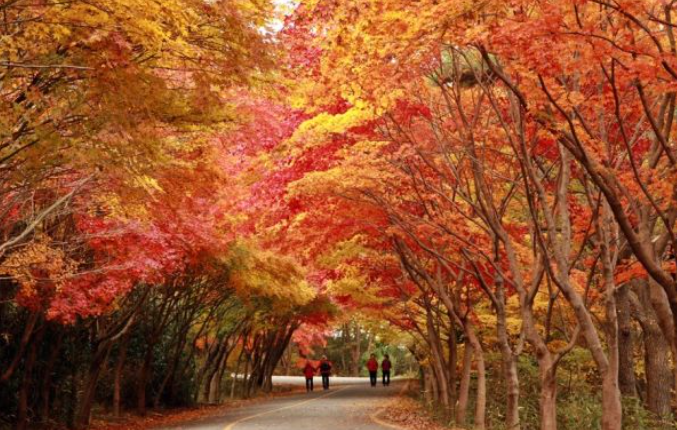 2025 무등산 단풍 절정시기 확인! 가을 BEST 등산코스 완전 정복