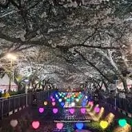 진해-군항제