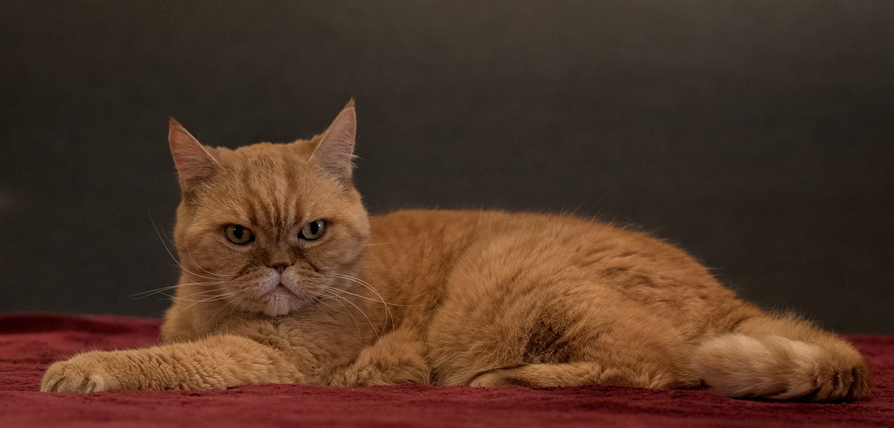 엑조틱 쇼트헤어(Exotic Shorthair)5