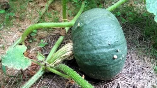 단호박-수확시기-수확적기-판단기준