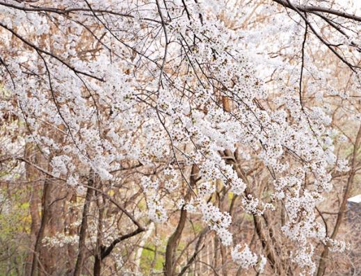 강서구 벚꽃