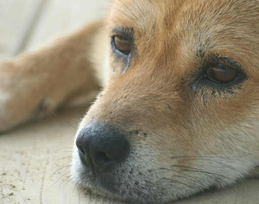 진돗개 입양 까다로울까? 성격&amp;#44; 수명&amp;#44; 특성 총정리