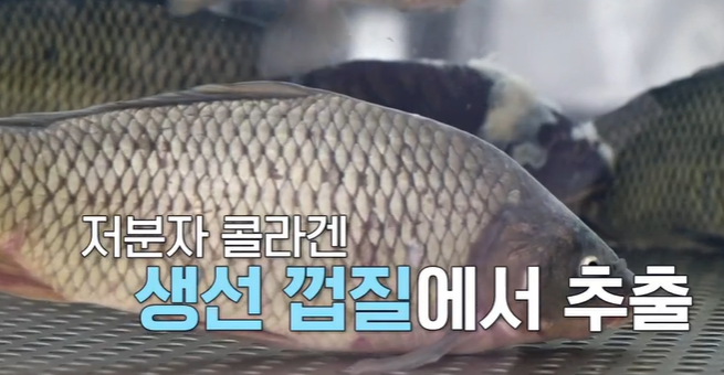 저분자 콜라겐 펩타이드