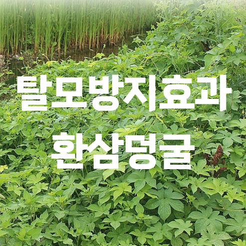 탈모방지 효과 환삼덩굴