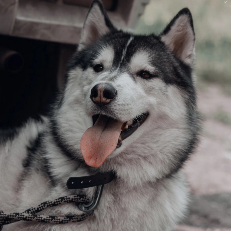 삼복더위 인사말