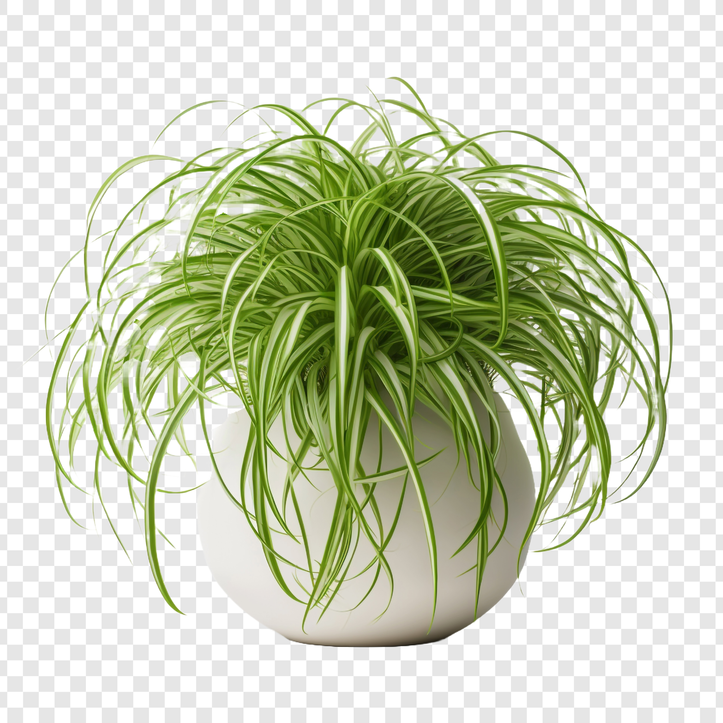스파이더 플랜트(Spider Plant)