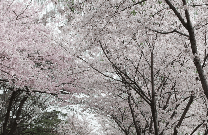 2025 화담숲 벚꽃 예약