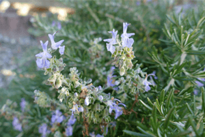 로즈마리효능02